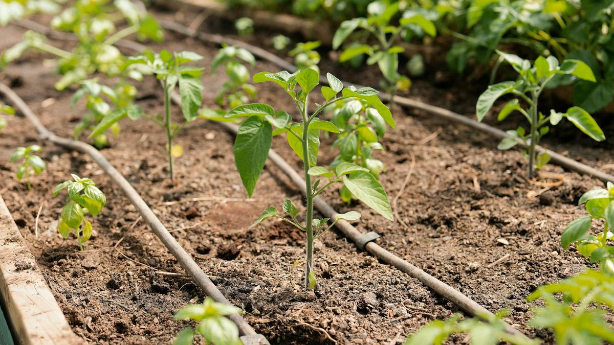 Piantine di pomodoro irrigate con una linea a goccia