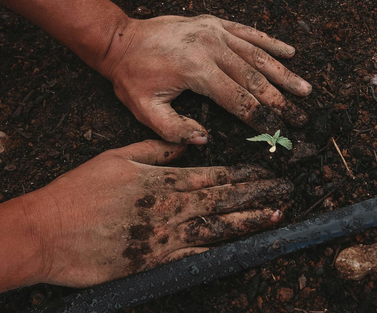 Mani sporche di terra accanto a una giovane piantina e a una linea di irrigazione a goccia