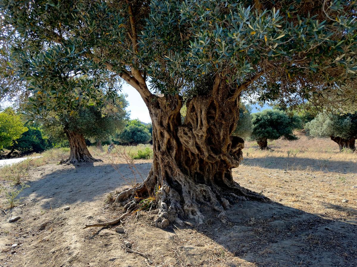 Ulivo secolare dal tronco nodoso