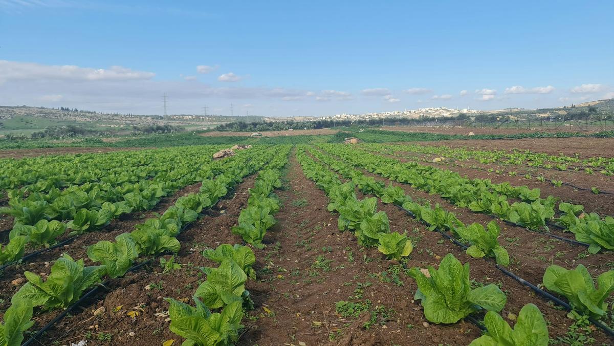 Filari di lattuga in pieno campo con ala gocciolante