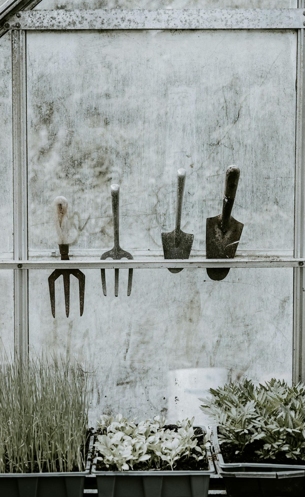 Attrezzi da giardinaggio appesi in una serra sopra vasi di piantine