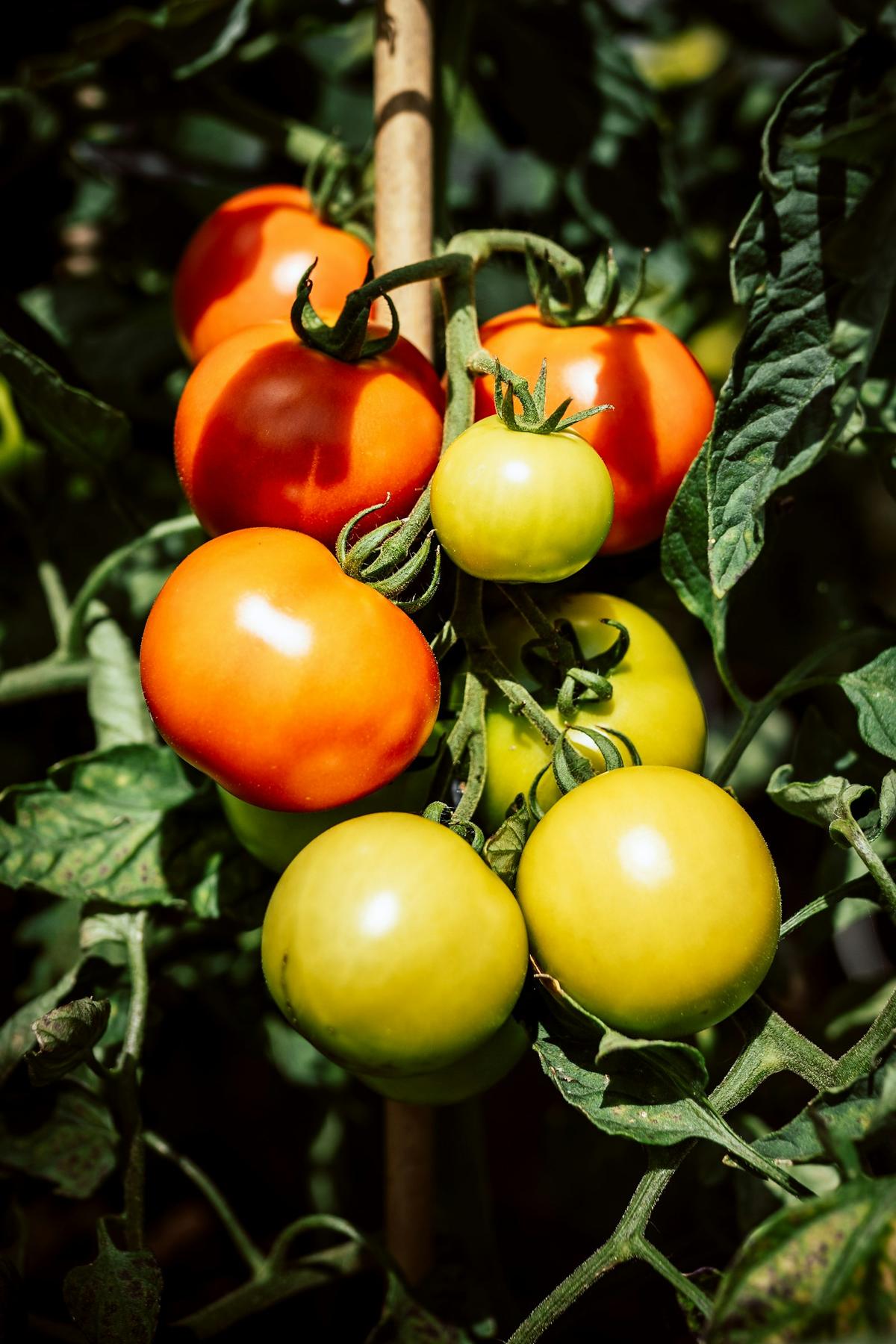 Grappolo di pomodori che maturano sulla pianta