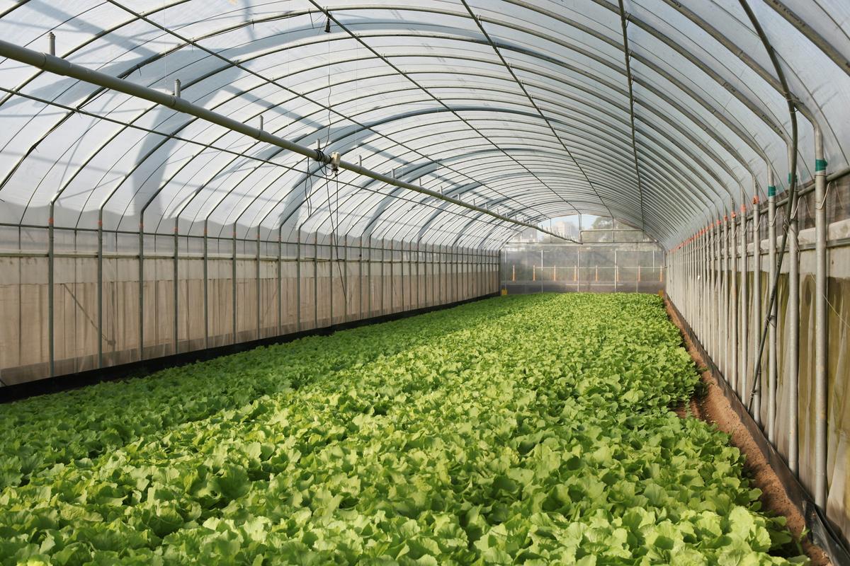 Interno di una serra con file di insalata