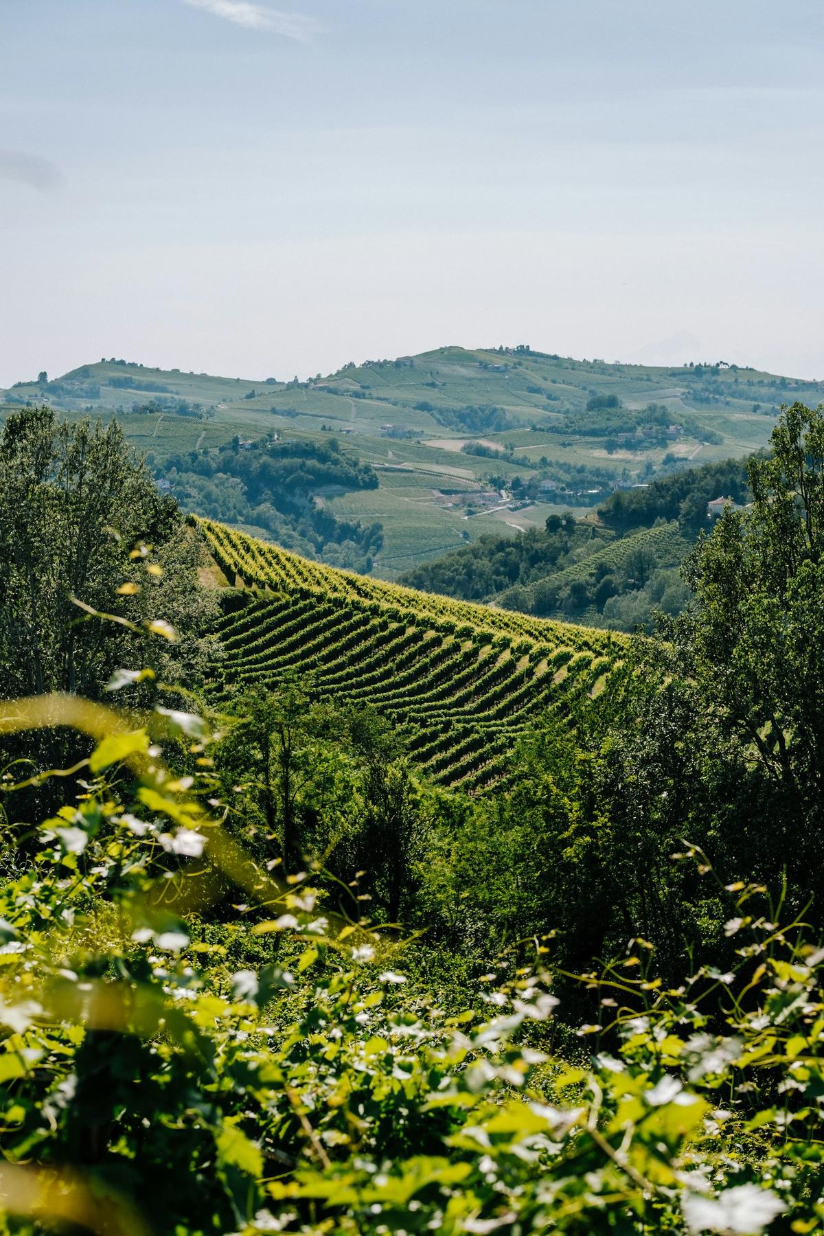 Filari di vigneto su una collina